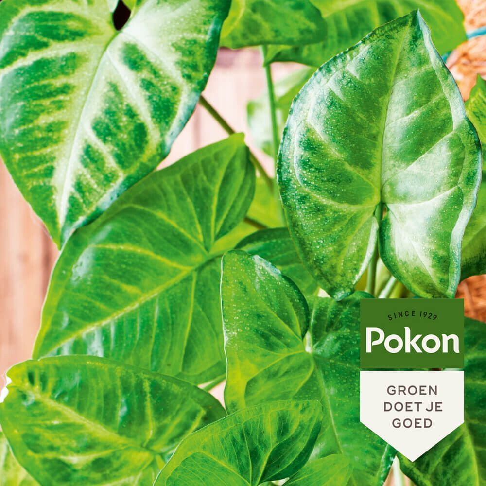 Pokon bladglans 600ml, foto 2 van 4