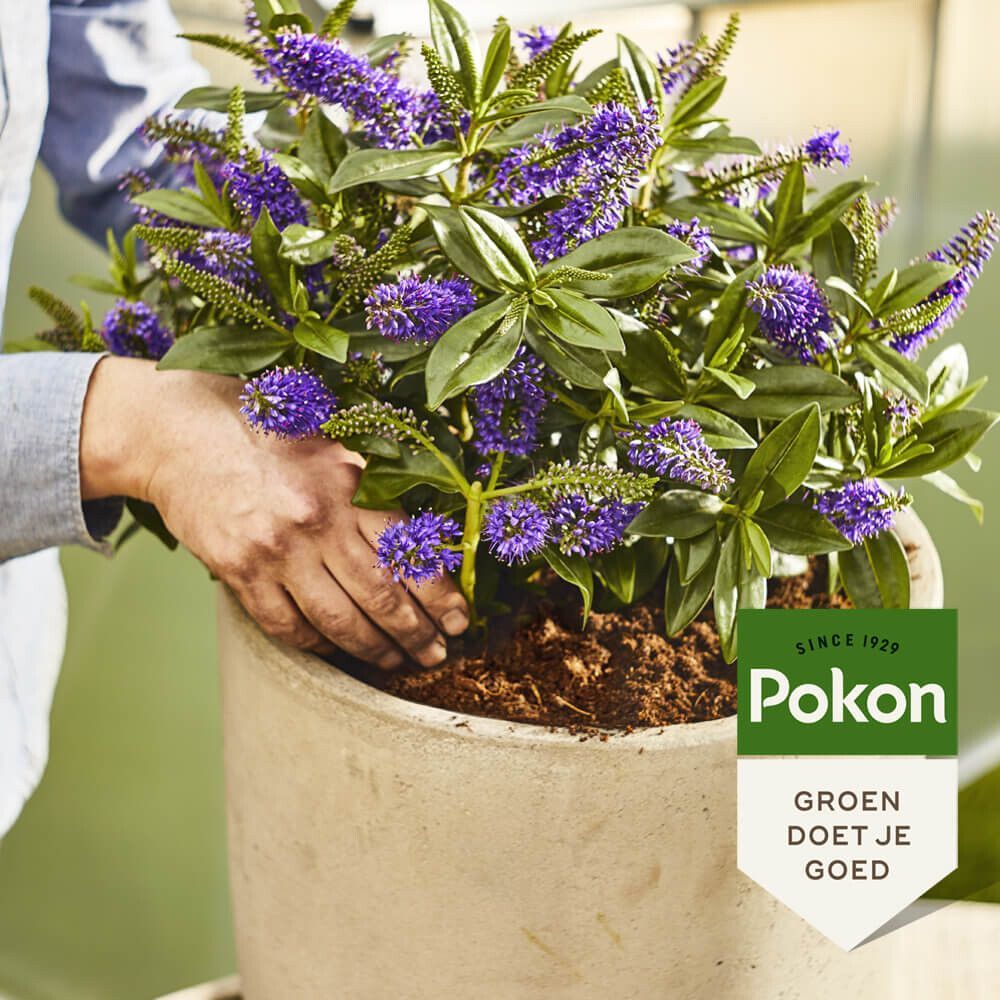 Pokon RHP kwekers potgrond 40 liter, foto 4 van 4