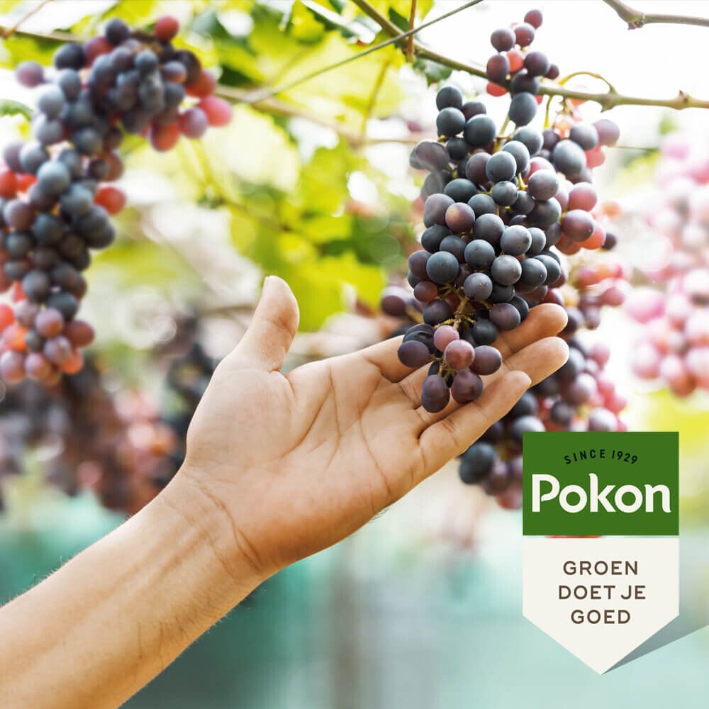 Pokon druiven mest 1kg, foto 2 van 4