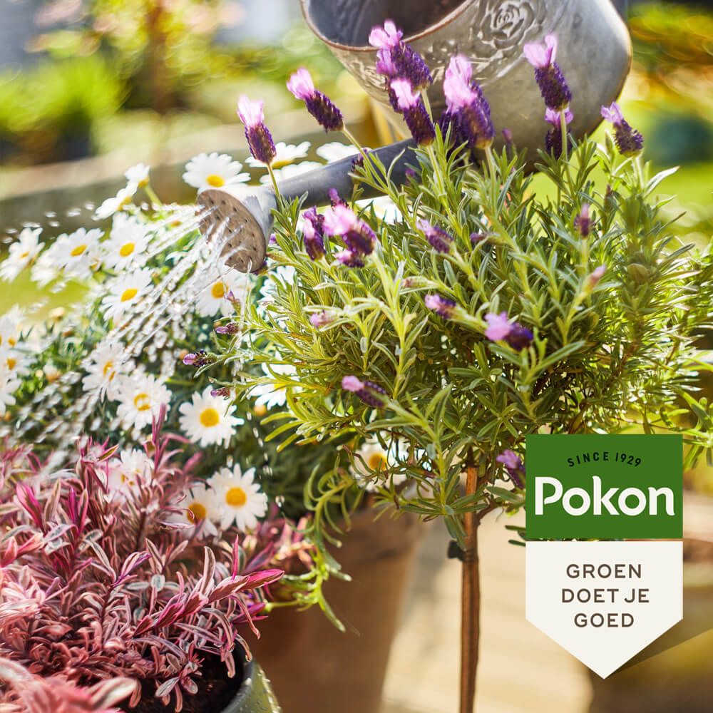 Pokon bio terras & balkonplanten voeding 500ml, foto 4 van 6