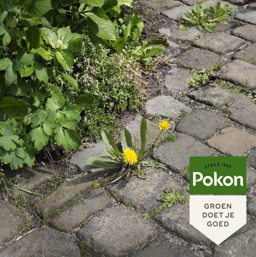 Pokon tegen onkruid spray 3L, foto 2 van 4