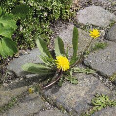 Bestrijding